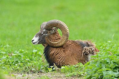 《最后的生还者2：重制版》正式公布 新增肉鸽模式